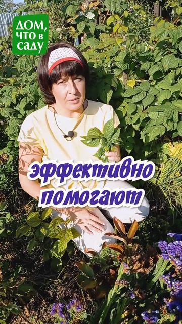 ЛИСТЬЯ МАЛИНЫ! #shorts #огород #сад #дача #ландшафтныйдизайн #цветы #garden #рецепт смотреть онлайн