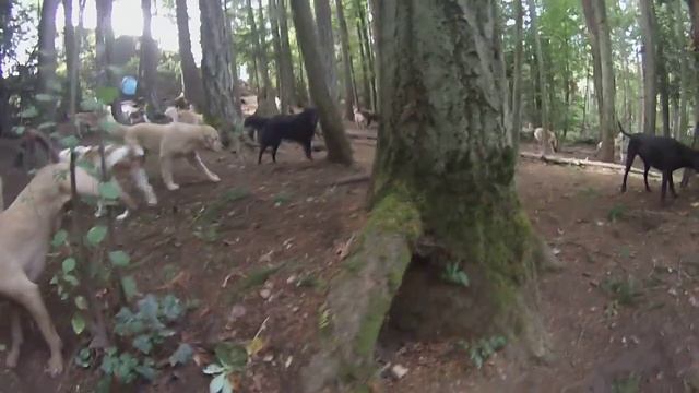 Animal Magnetizm Dog Daycare 9/3/15 C смотреть онлайн