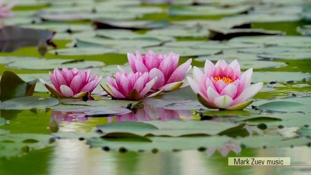 ОЧАРОВАНИЕ | CHARM | Марк Зуев #mark_zuev #relaxingmusic #love #romantic #nature смотреть онлайн