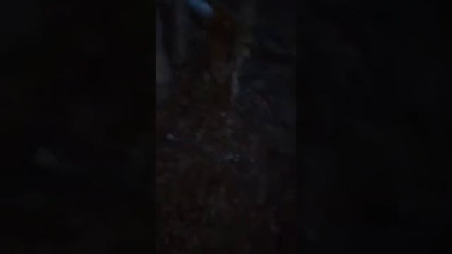 Поиск места для избушки! Начало строительства! смотреть онлайн