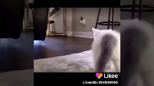 Кот веляет жопой смотреть онлайн