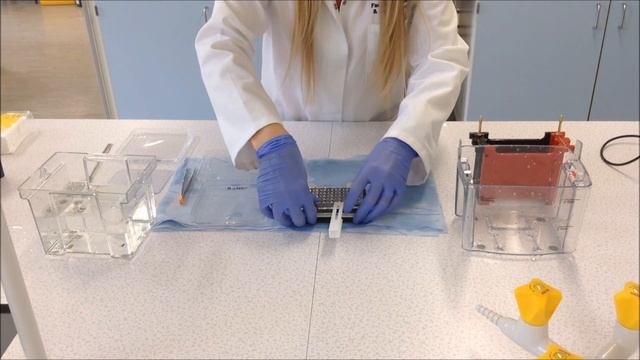 Western Blot - Theory and method смотреть онлайн
