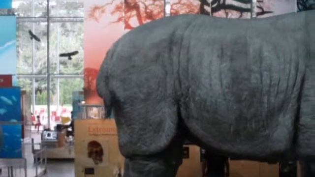 Wild Safari in San Francisco смотреть онлайн