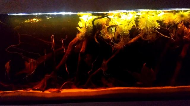 [450 l] Pterophyllum scalare sp. Rio Nanay смотреть онлайн