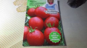 🍅 Томат «Маруся» от Ганичкиной: идеальный сорт для засолки?