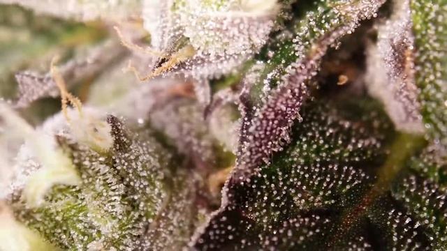Trichome Garden (SlowMotion) смотреть онлайн