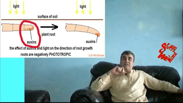 How do plants and trees grow against gravity смотреть онлайн
