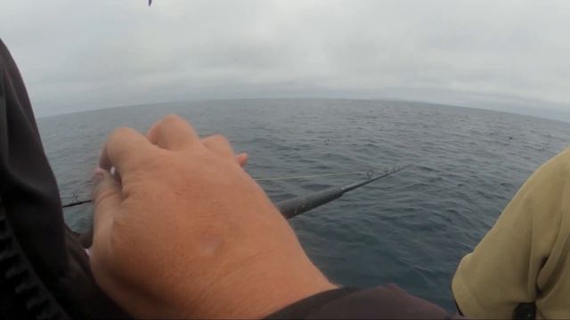 BLUEFIN TUNA BAIT CHALLENGE!!! Huge Rockfish! Fishing San Nicolas Island ELDORADO Sportfishing смотреть онлайн