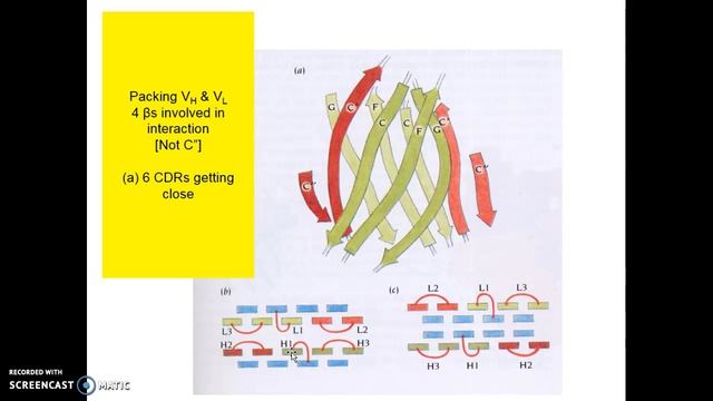 Chapt 15 Immune system Pt 2 смотреть онлайн