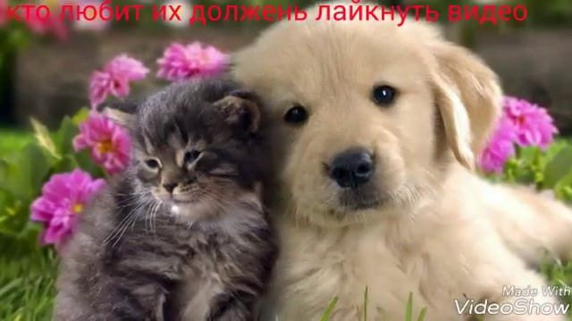 Кто любит их ставь лайк смотреть онлайн