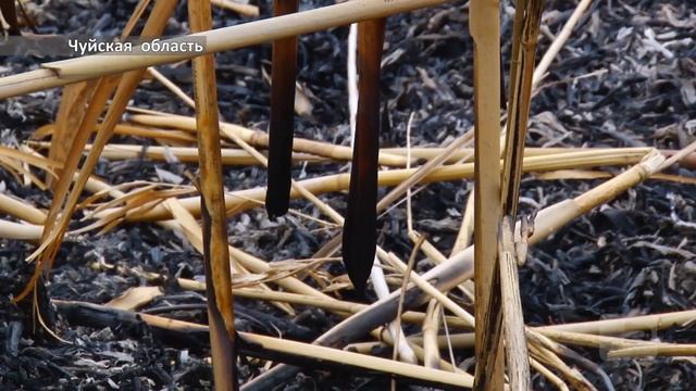 Села Кыргызстана и Казахстана остаются без электричества из-за горящего камыша смотреть онлайн