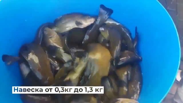 Зарыбление линем. Навеска от 0.3 до 1.3 кг. Загородный клуб Ихтиолог смотреть онлайн