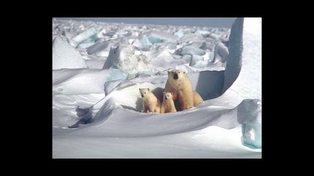 Polar Bear Trance טרנס: דוב קוטב смотреть онлайн
