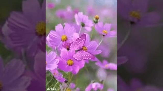 Я не буду читать своей дочери про принцесс. Яна Мкр. Читает Наташа Падерина смотреть онлайн