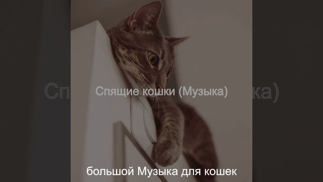 Атмосфера (Милые кошки) смотреть онлайн