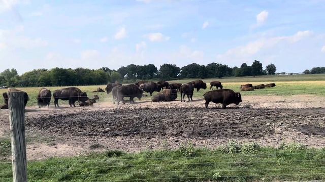 Бизоны (бозоны?) Ферми Лаба