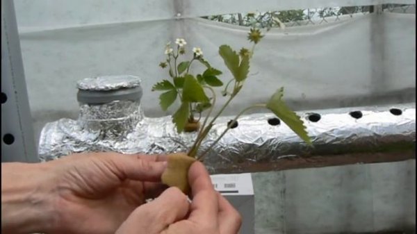 Гидропоника, САЖАЮ КЛУБНИКУ