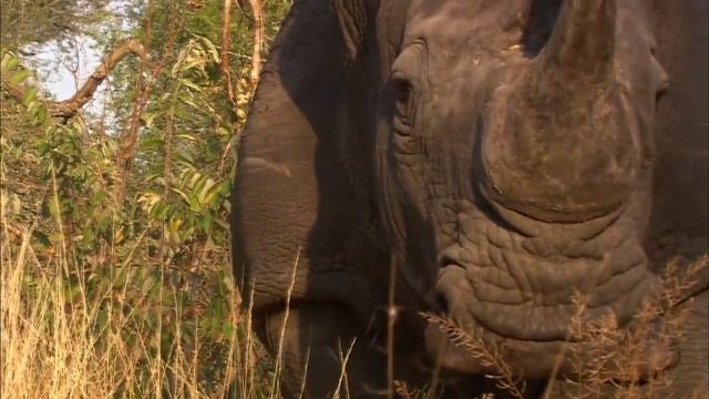 Africa's Super Seven смотреть онлайн