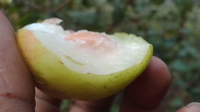 Apple ber farming | subscribe more videos | #plants #grafting #fruit #fruits #like #narsary #viral смотреть онлайн