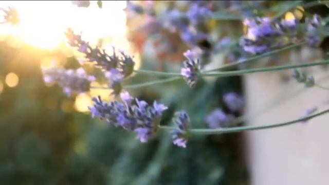 Jacopo e Vanessa - 20 giugno 2015 - Villa Tuscan смотреть онлайн