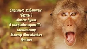 МУЗЫКА «Смешные животные №1» ИМПРОВИЗАЦИЯ фортепиано композитор Виктор Анохин #instrumentalmusic