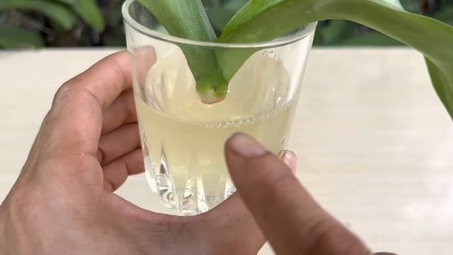Thứ Bột Diệu Kỳ Làm Lá Non Và Rễ Mọc Rất Nhanh смотреть онлайн