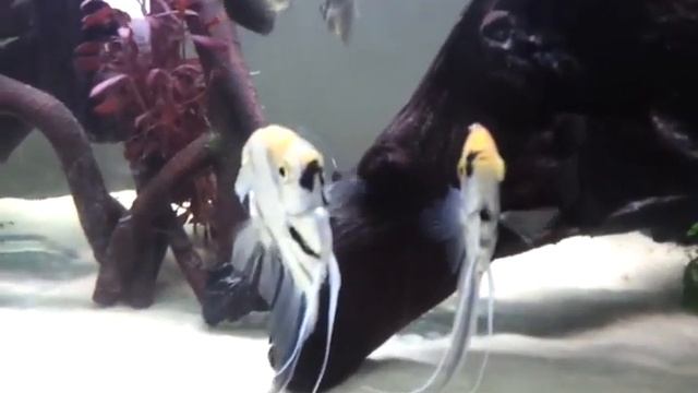 Angelfish смотреть онлайн