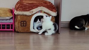 Мама-кошка с двумя мяукающими котятами. Милая кошачья семья. 2025