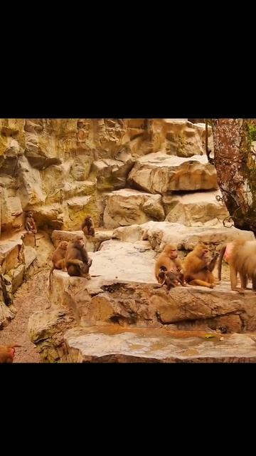 monkeys are enjoing nature in Singapore | Waterfall | nature смотреть онлайн