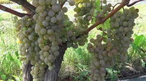 Виноград Фронтиньяк блан 2024г.