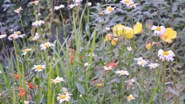 Сбор № 295. При тяжелых артрозах с припуханием суставов и повышением температуры. смотреть онлайн