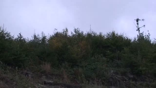 Red stag call. Ukraine, Carpatian mountains 2015. Благородний олень на вабу. смотреть онлайн