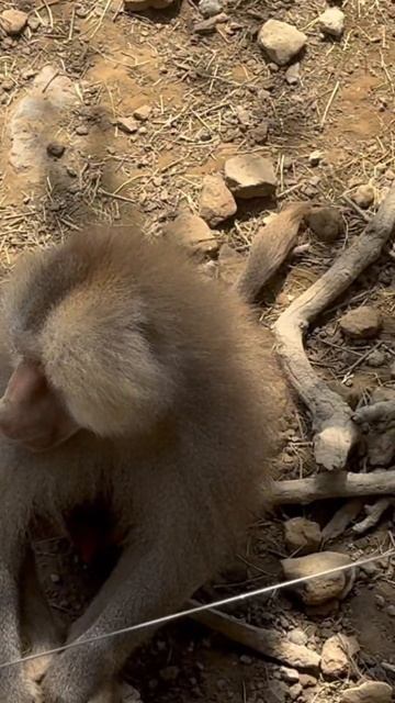 KAROLINA_NeferTiTi #foryou #рек #рекомендации #обезьяны #karolina #обезьяна #monkey #majom смотреть онлайн