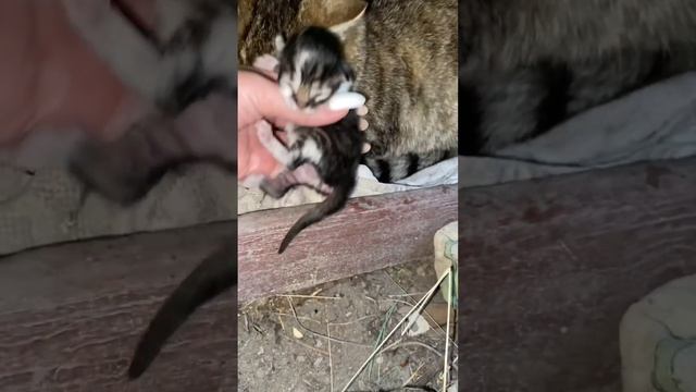 Нарезка 160 кот Москвич и Мурёна💝 приключения в деревне, лето проводим в кайф смотреть онлайн