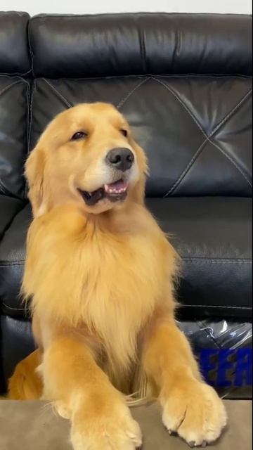 #Short #Dog #Best Dog's Life | Удивительная собака 2021 | Готовка собак 2021 | Умная собака 2021 смотреть онлайн