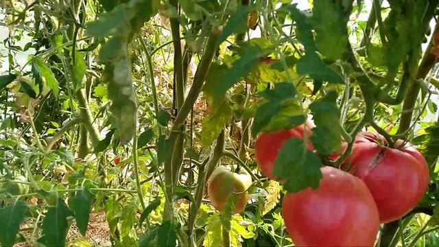 И снова мои томаты12 сентября. смотреть онлайн