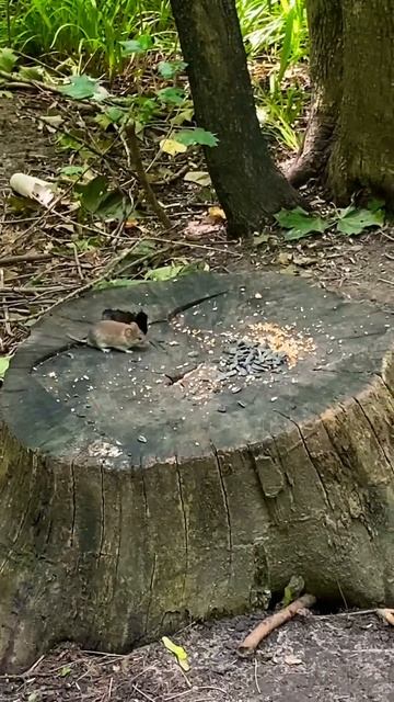 #cat #животные #лес#природа#мышки#прогулкаполесу #forest#nature# смотреть онлайн