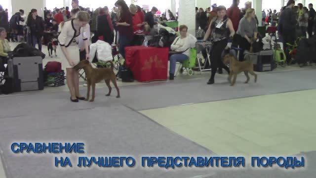 Ирландские терьеры : монопородная выставка  26 феврля 2017