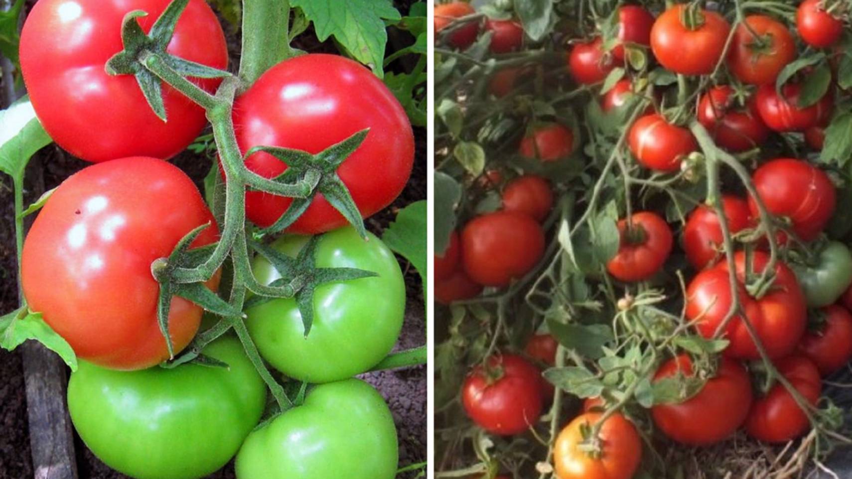 Этот неприхотливый томат завалит вас урожаем! Самый урожайный, ранний сорт томата! смотреть онлайн