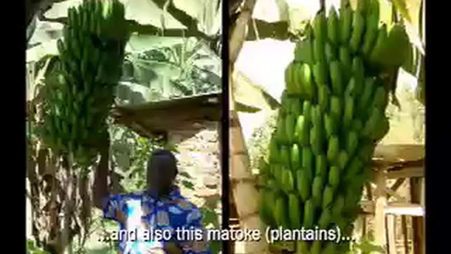 Erisa Wandwasi - Coffee Farmer Profile (Uganda) смотреть онлайн