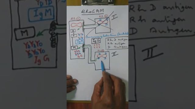 17E RhoGAM смотреть онлайн