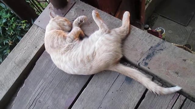 Разбудил кота зачем то смотреть онлайн