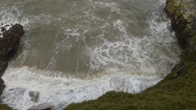 2023 Pupping Season - 1, 11, 15, 24 and 25 day old seal pups - 21st October смотреть онлайн