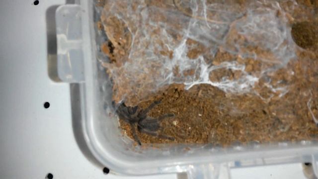 Quick Tarantula Update! смотреть онлайн