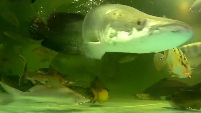 Arapaima, ~30"-36", in 4500 gal, tank 21, May 2017, excerpts from the 40 min vid смотреть онлайн