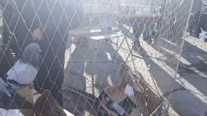 Роман Галавин и  его голуби. Общаемся на ярмарке в Шахтерске. Николаеские голуби. 鸽子 الحمام Pigeons.