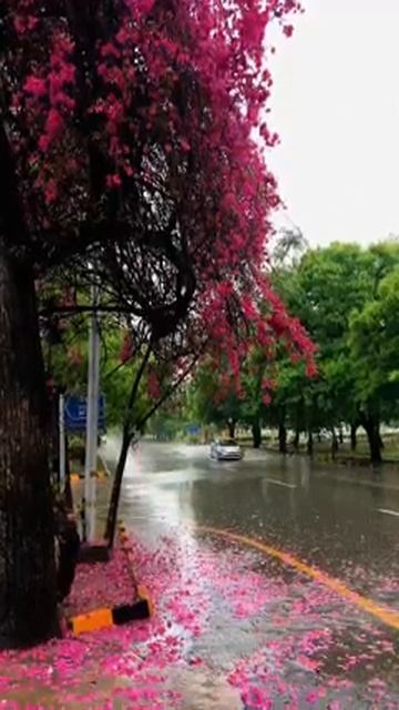 Rainy Morning 🌧❤️#Islamabadians #Islamabad #pakistan #barish #islamabad #barish #bike смотреть онлайн