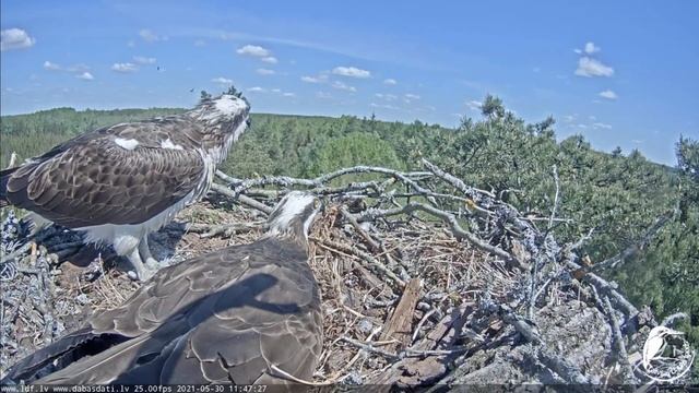 ēdam sargājam perējam Zivju ērgļi Pandion haliaetus Kurzemē смотреть онлайн
