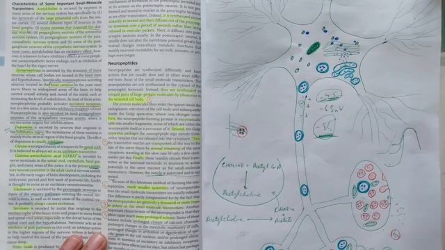 guyton chapter 46 part 3 of 4 смотреть онлайн