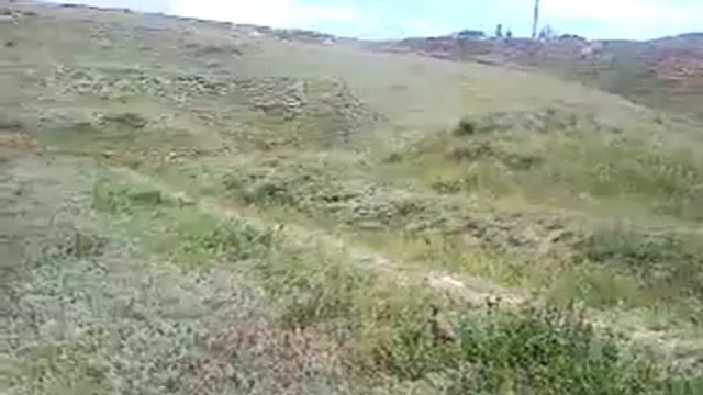 Циплята фазана смотреть онлайн